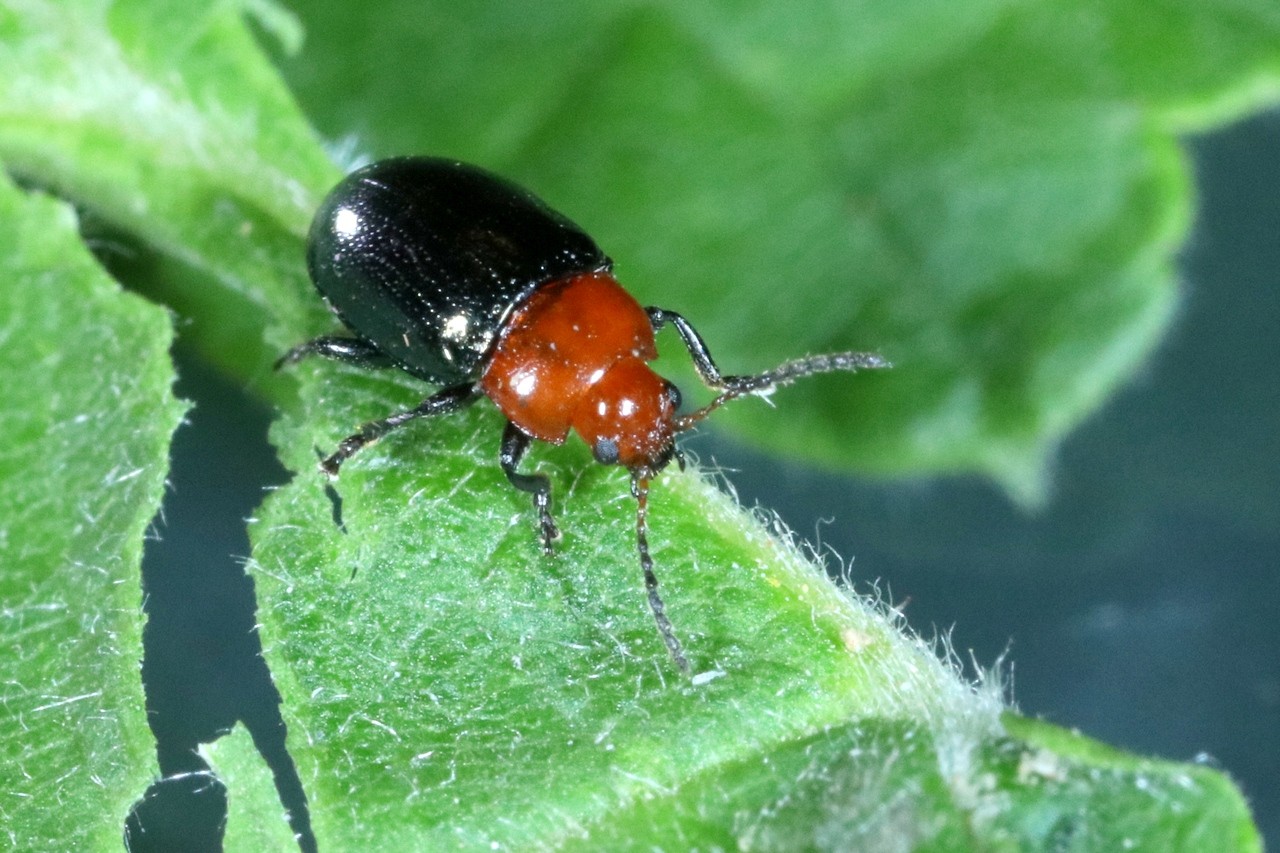 Podagrica fuscipes (Fabricius, 1775) - Altise des Mauves