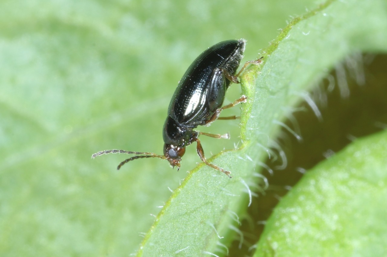 Psylliodes chrysocephala (Linnaeus, 1758) - Grosse Altise du Colza