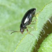 Psylliodes chrysocephala (Linnaeus, 1758) - Grosse Altise du Colza