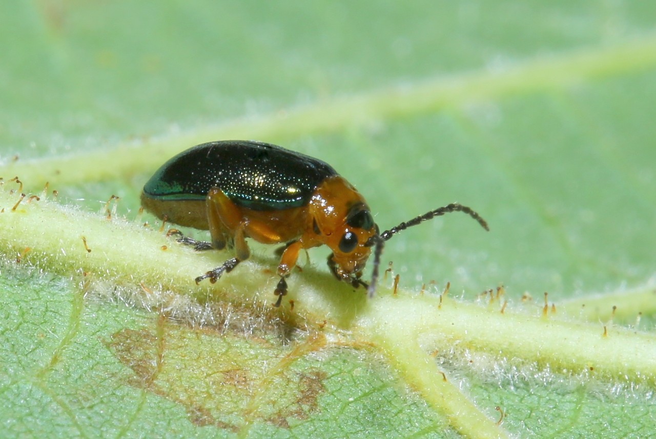 Sermylassa halensis (Linnaeus, 1767) - Galérucelle du Gaillet 