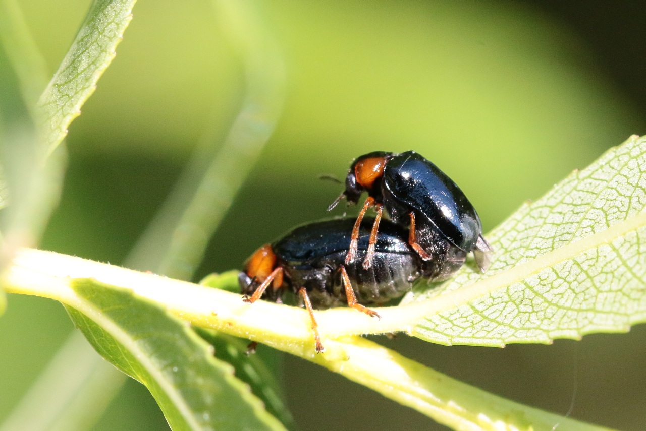 Smaragdina aurita (Linnaeus, 1767) - Smaragdine dorée