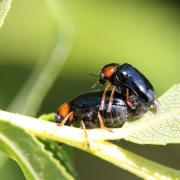 Smaragdina aurita (Linnaeus, 1767) - Smaragdine dorée