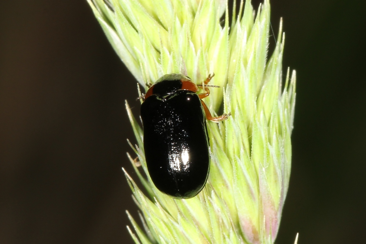 Smaragdina aurita (Linnaeus, 1767) - Smaragdine dorée