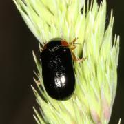 Smaragdina aurita (Linnaeus, 1767) - Smaragdine dorée