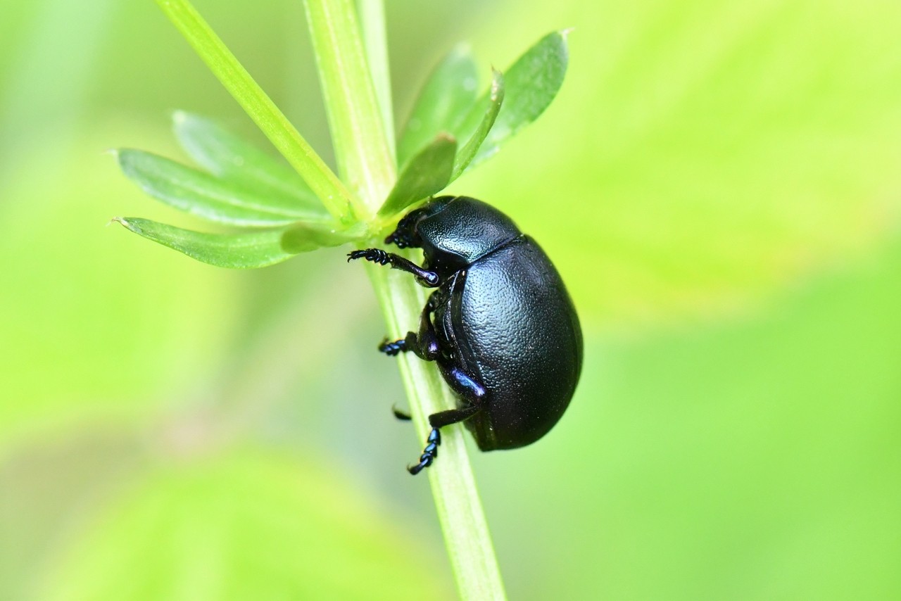 Timarcha goettingensis (Linnaeus, 1758) - Timarche de Göttingen (femelle)