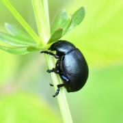 Timarcha goettingensis (Linnaeus, 1758) - Timarche de Göttingen (femelle)