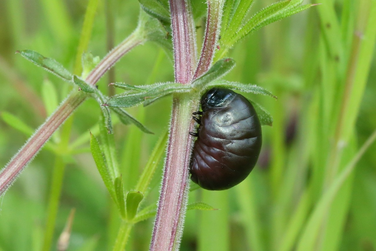 Timarcha sp (larve)
