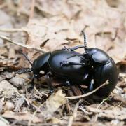 Timarcha tenebricosa (Fabricius, 1775) - Timarche ténébreuse, Crache-sang