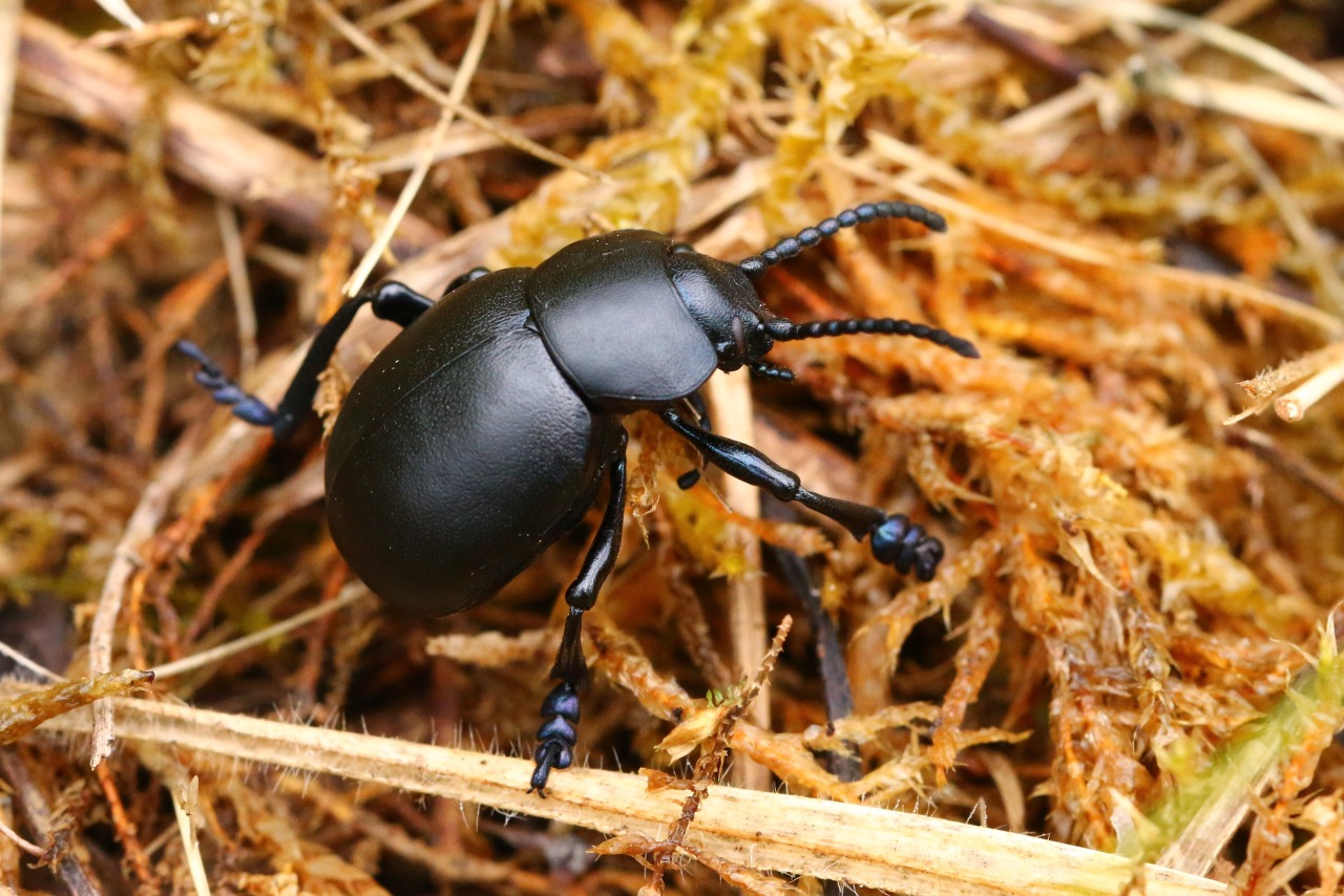 Timarcha tenebricosa (Fabricius, 1775) - Timarche ténébreuse, Crache-sang (mâle)