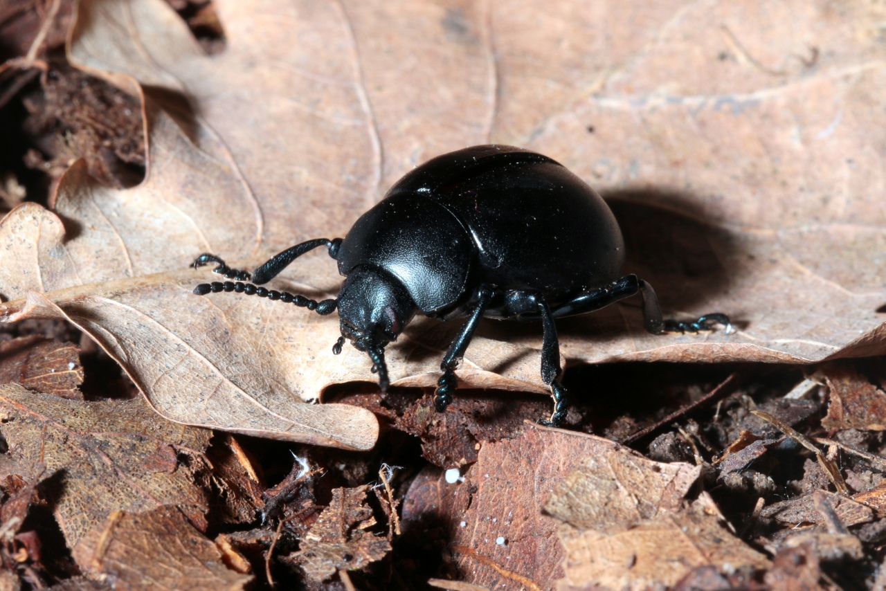 Timarcha tenebricosa (Fabricius, 1775) - Timarche ténébreuse, Crache-sang (femelle)