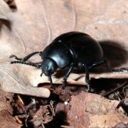 Timarcha tenebricosa (Fabricius, 1775) - Timarche ténébreuse, Crache-sang (femelle)