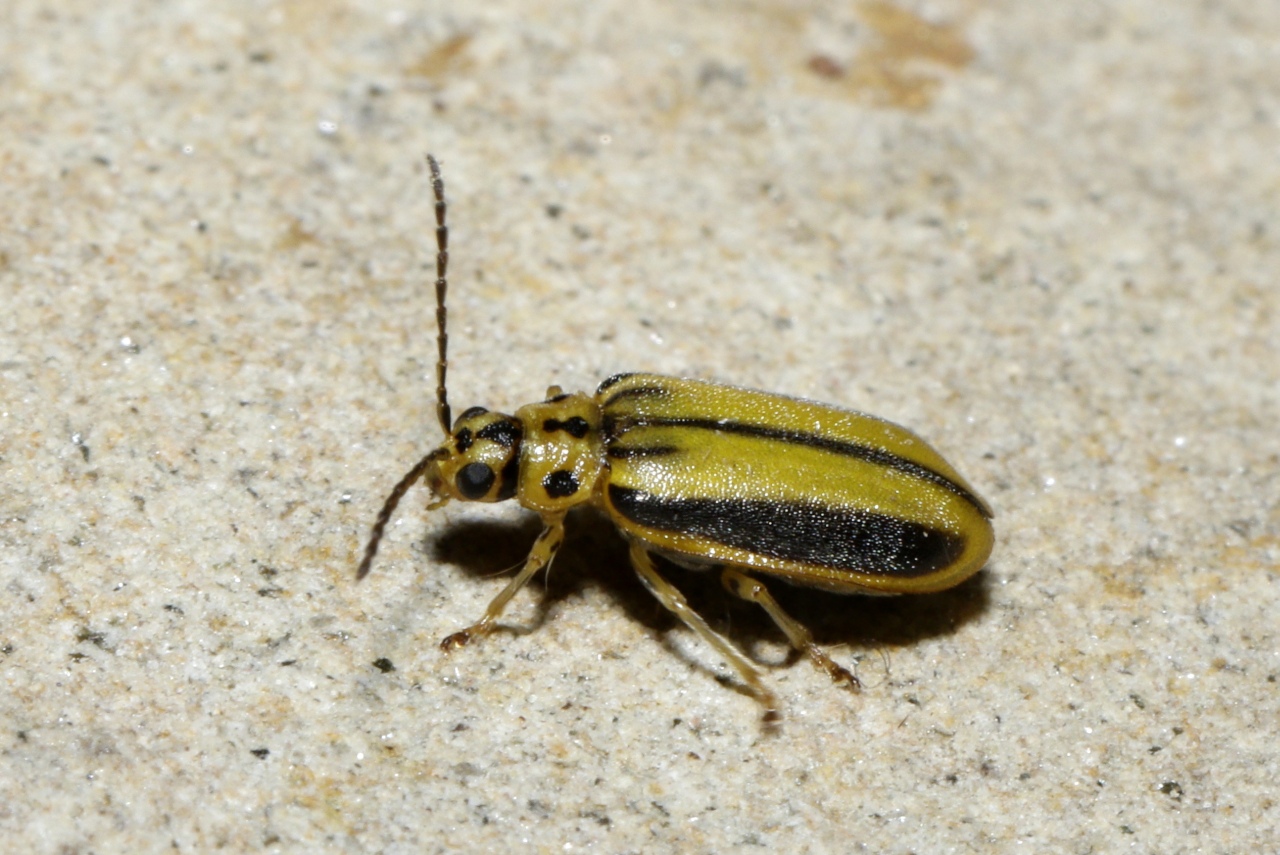 Xanthogaleruca luteola (Müller, 1766) - Galéruque de l'Orme