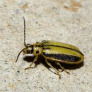 Xanthogaleruca luteola (Müller, 1766) - Galéruque de l'Orme