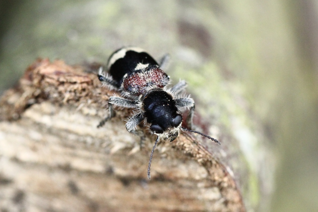 Clerus mutillarius Fabricius, 1775 - Grand Clairon, Clairon mutile 