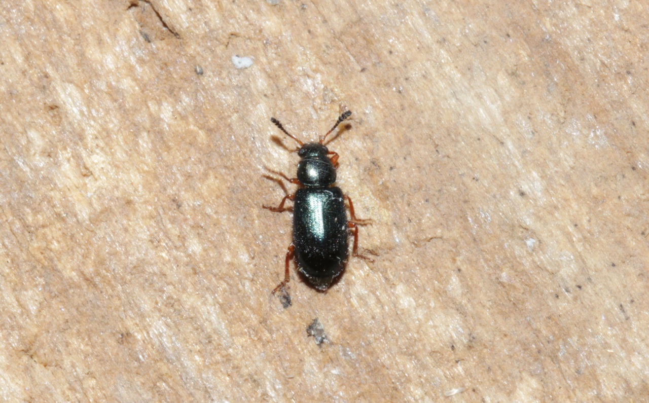 Necrobia rufipes (De Geer, 1775) - Nécrobie à pattes rouges