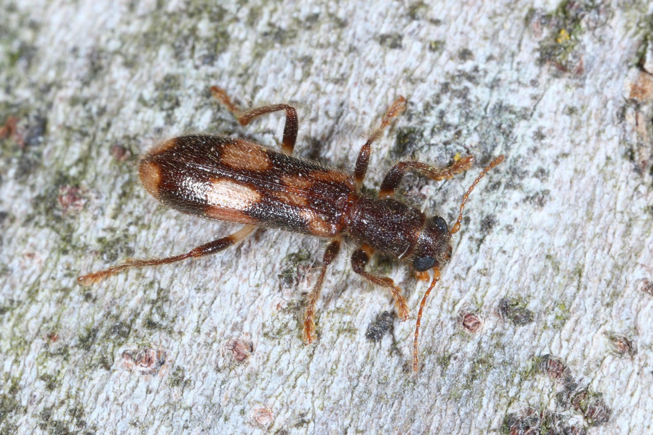 Opilo mollis (Linnaeus, 1758) - Clairon porte-croix