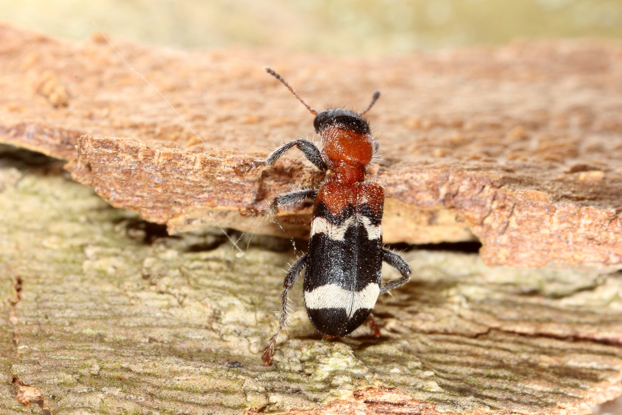 Thanasimus formicarius (Linnaeus, 1758) - Clairon des fourmis