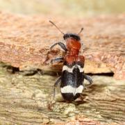 Thanasimus formicarius (Linnaeus, 1758) - Clairon des fourmis