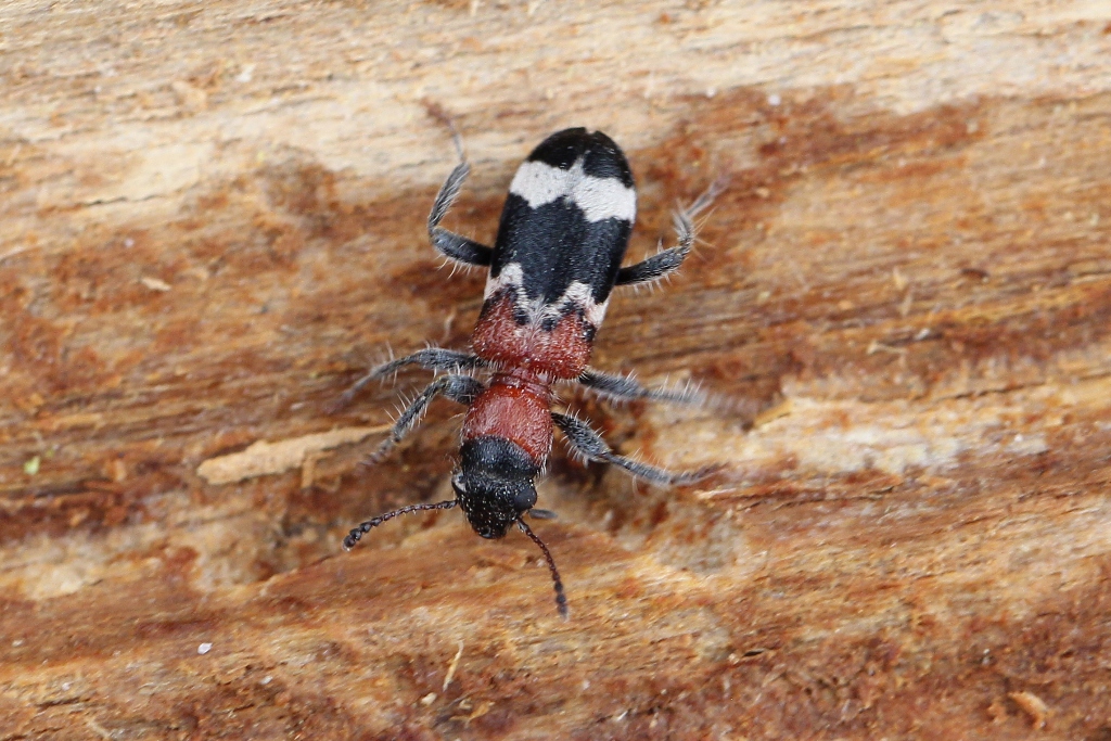 Thanasimus formicarius (Linnaeus, 1758) - Clairon des fourmis