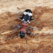 Thanasimus formicarius (Linnaeus, 1758) - Clairon des fourmis