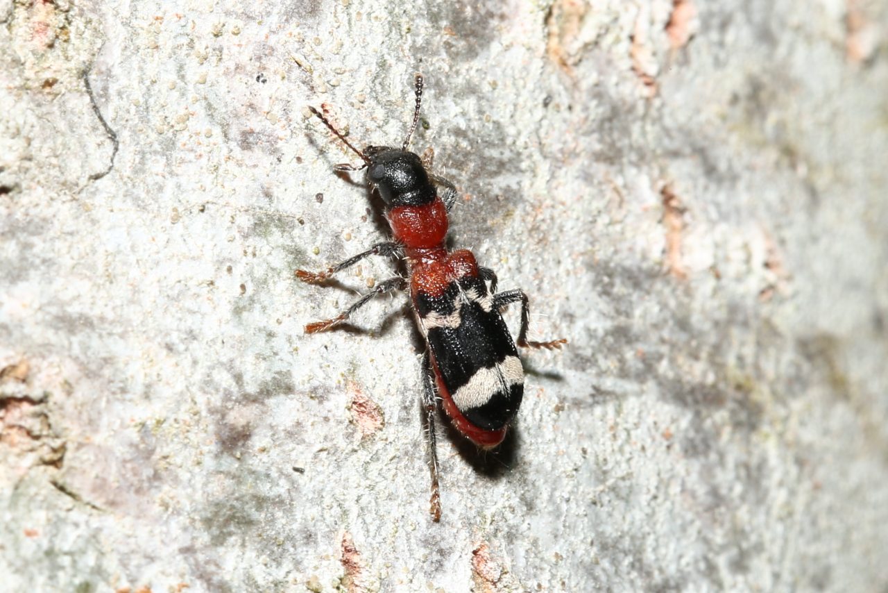 Thanasimus formicarius (Linnaeus, 1758) - Clairon des fourmis