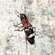 Thanasimus formicarius (Linnaeus, 1758) - Clairon des fourmis