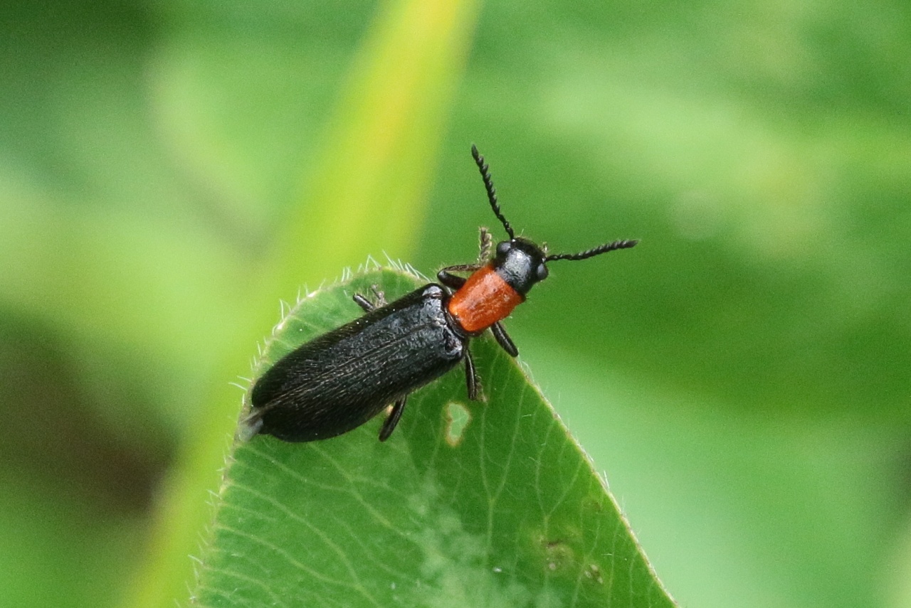 Tillus elongatus (Linnaeus, 1758) - Clairon du matin (femelle)