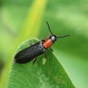 Tillus elongatus (Linnaeus, 1758) - Clairon du matin (femelle)