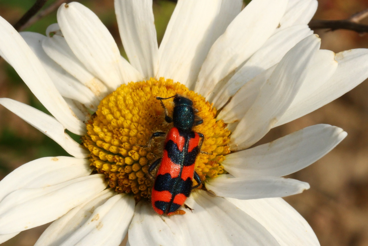 Trichodes alvearius (Fabricius, 1792) - Clairon commun, Clairon des ruches