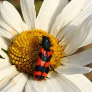 Trichodes alvearius (Fabricius, 1792) - Clairon commun, Clairon des ruches