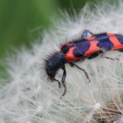 Trichodes alvearius (Fabricius, 1792) - Clairon commun, Clairon des ruches