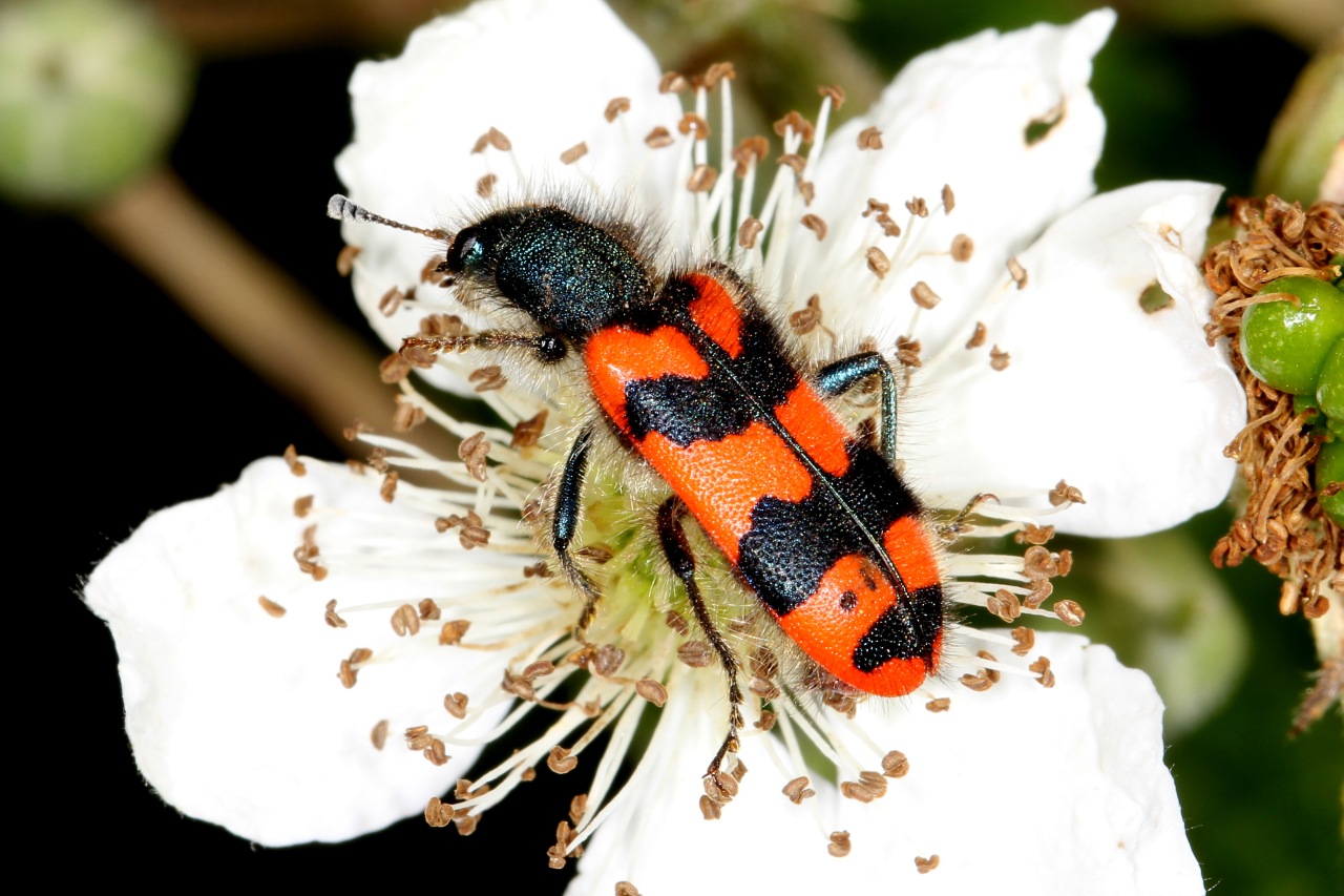 Trichodes alvearius (Fabricius, 1792) - Clairon commun, Clairon des ruches