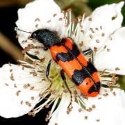 Trichodes alvearius (Fabricius, 1792) - Clairon commun, Clairon des ruches