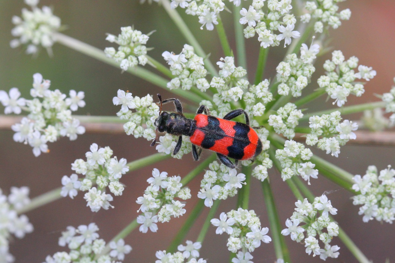 Trichodes apiarius (Linnaeus, 1758) - Clairon des Abeilles