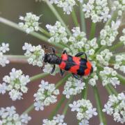 Trichodes apiarius (Linnaeus, 1758) - Clairon des Abeilles