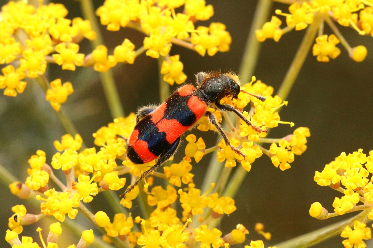 Trichodes apiarius (Linnaeus, 1758) - Clairon des Abeilles