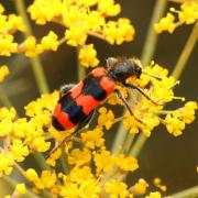 Trichodes apiarius (Linnaeus, 1758) - Clairon des Abeilles