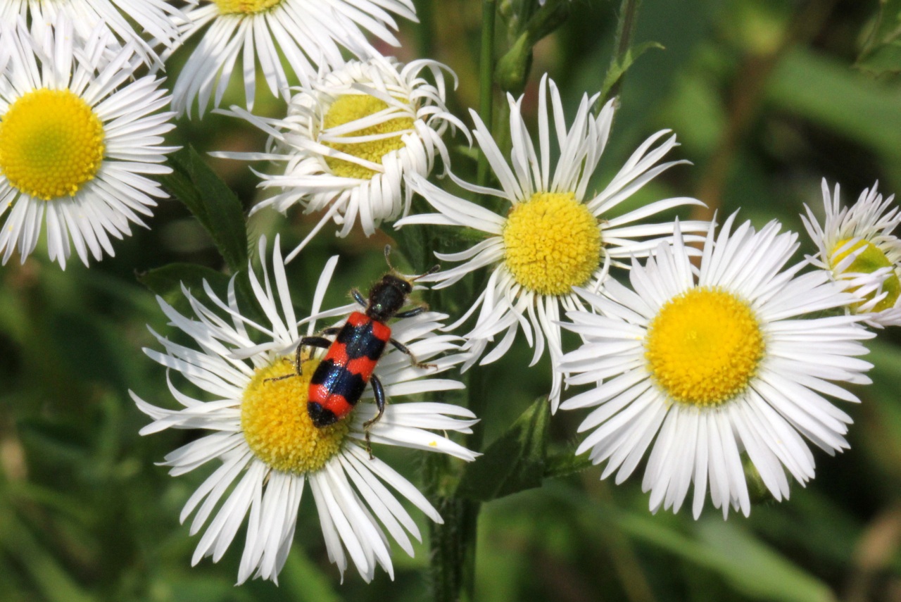 Trichodes apiarius (Linnaeus, 1758) - Clairon des Abeilles