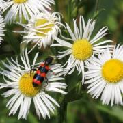 Trichodes apiarius (Linnaeus, 1758) - Clairon des Abeilles