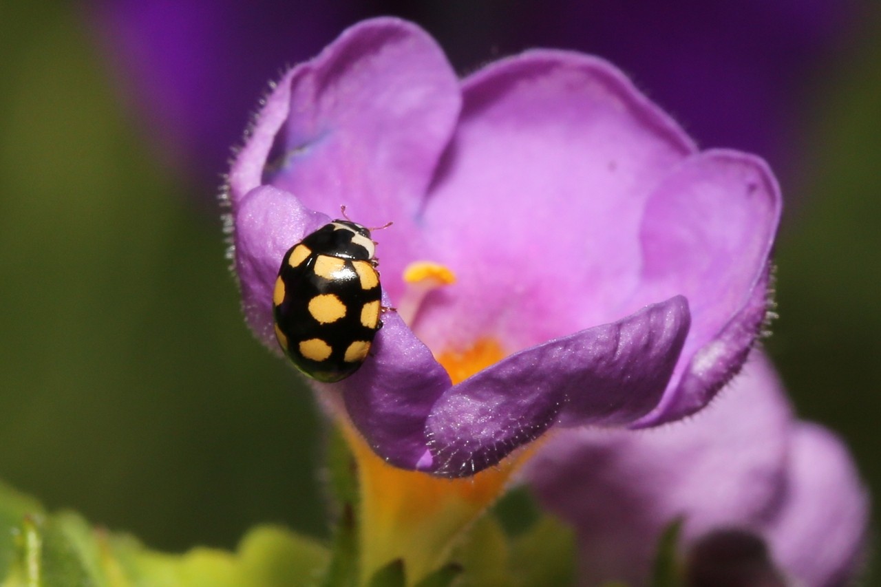 Coccinula quatuordecimpustulata (Linnaeus, 1758) - Coccinulle à 14 points