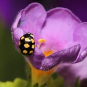 Coccinula quatuordecimpustulata (Linnaeus, 1758) - Coccinulle à 14 points