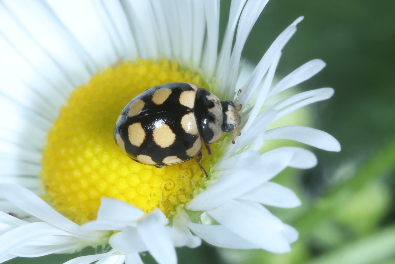 Coccinula quatuordecimpustulata (Linnaeus, 1758) - Coccinulle à 14 points