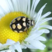 Coccinula quatuordecimpustulata (Linnaeus, 1758) - Coccinulle à 14 points