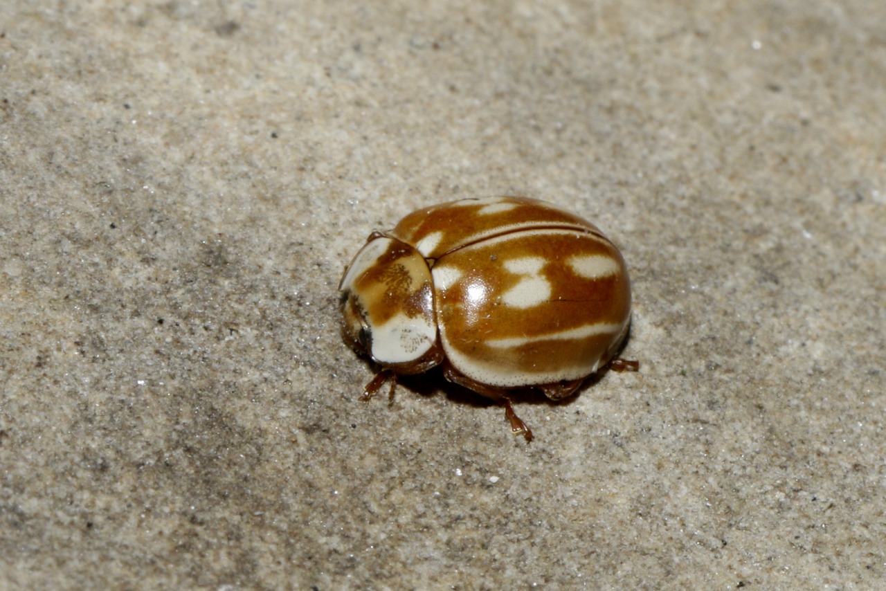 Myzia oblongoguttata (Linnaeus, 1758) - Coccinelle zébrée