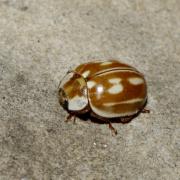 Myzia oblongoguttata (Linnaeus, 1758) - Coccinelle zébrée