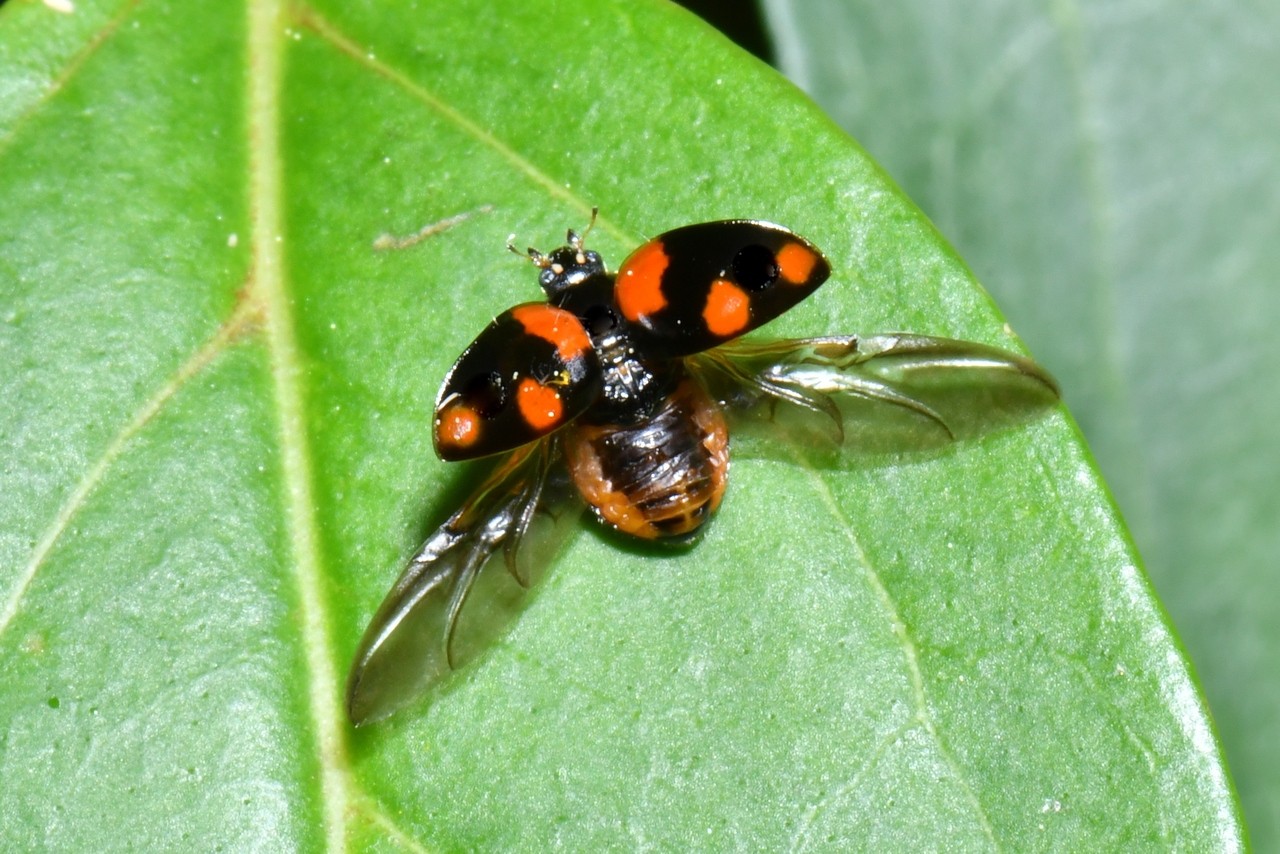 Adalia bipunctata (Linnaeus, 1758) - Coccinelle à deux points