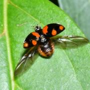 Adalia bipunctata (Linnaeus, 1758) - Coccinelle à deux points