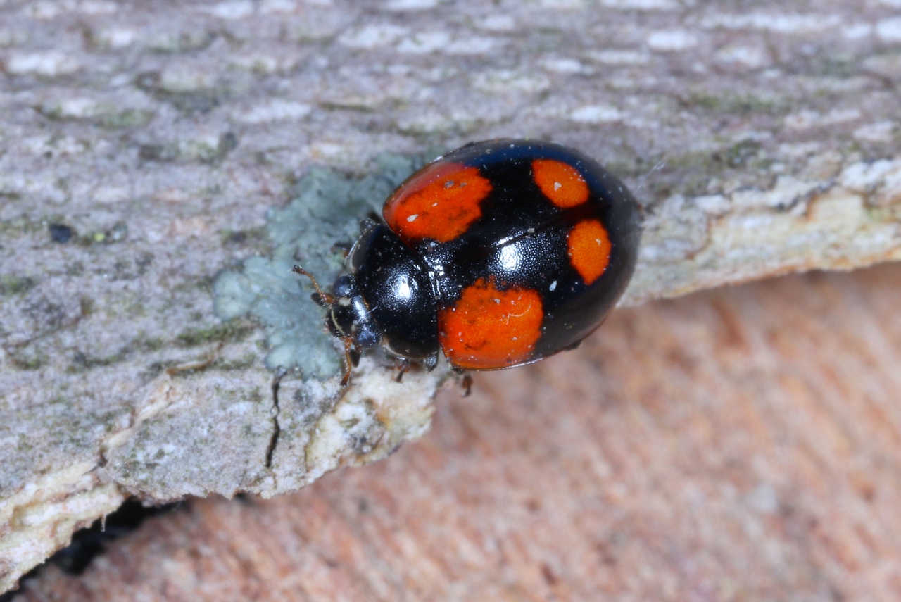 Adalia bipunctata (Linnaeus, 1758) - Coccinelle à deux points