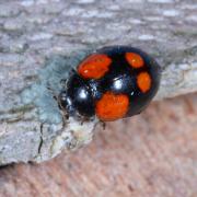 Adalia bipunctata (Linnaeus, 1758) - Coccinelle à deux points