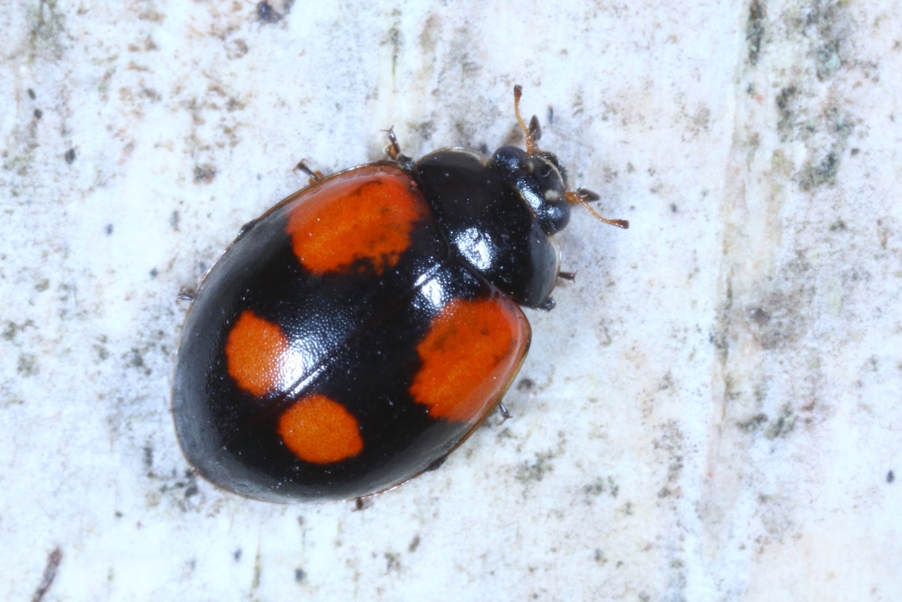 Adalia bipunctata (Linnaeus, 1758) -  Coccinelle à deux points